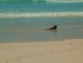 /album/fotogaleria/iguana-2-jpg1/